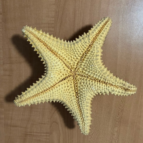 Vintage Starfish purchased in the Bahamas - Picture 2 of 2